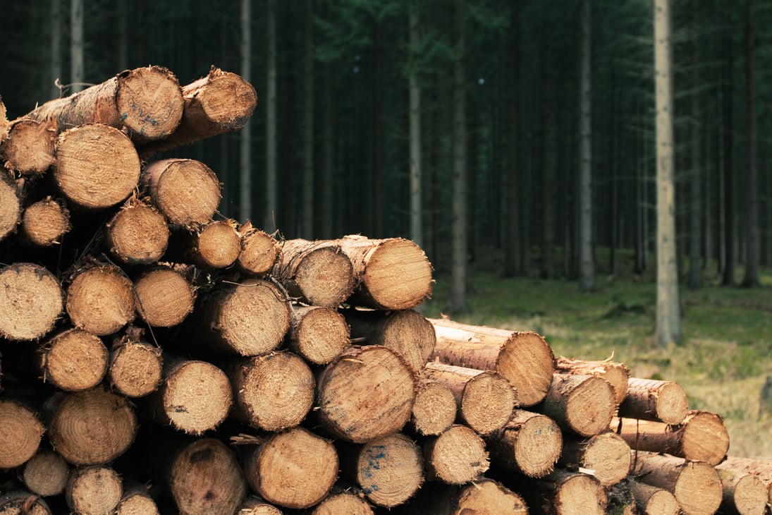 Stacked Wood Logs